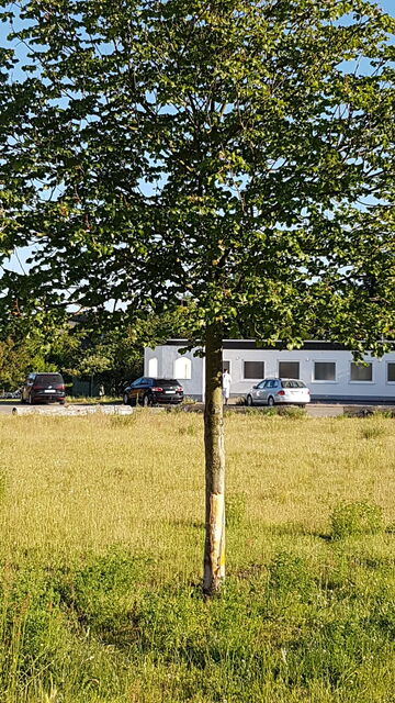 Ist die Rinde erstmal weg, hat der Baum keine Chance mehr